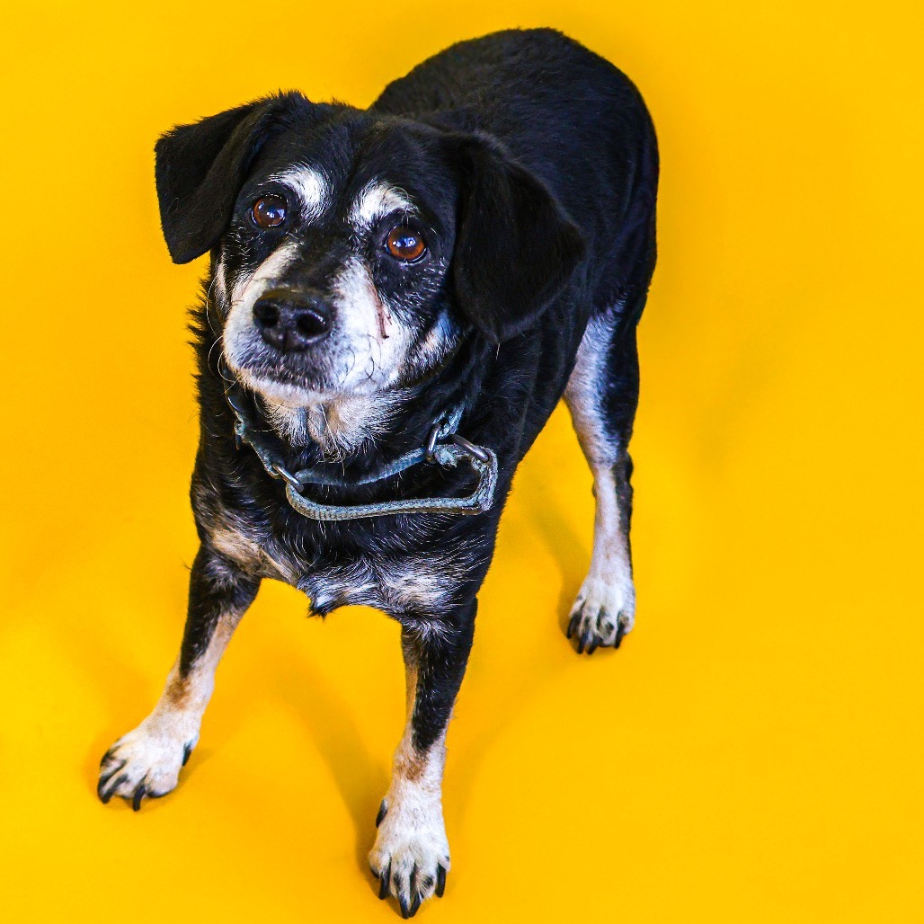 Rocky 2 (bonded w/ Bruno)