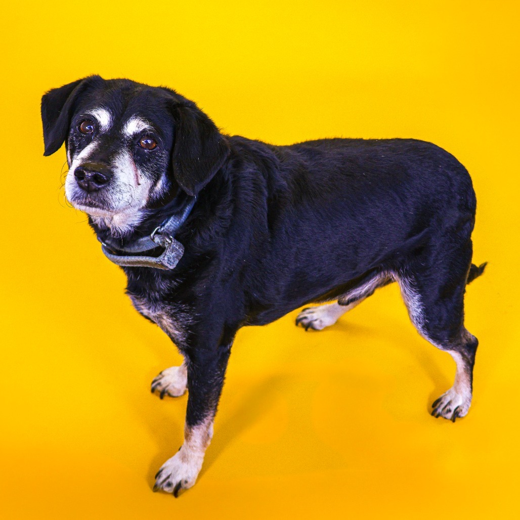 Rocky 2 (bonded w/ Bruno)