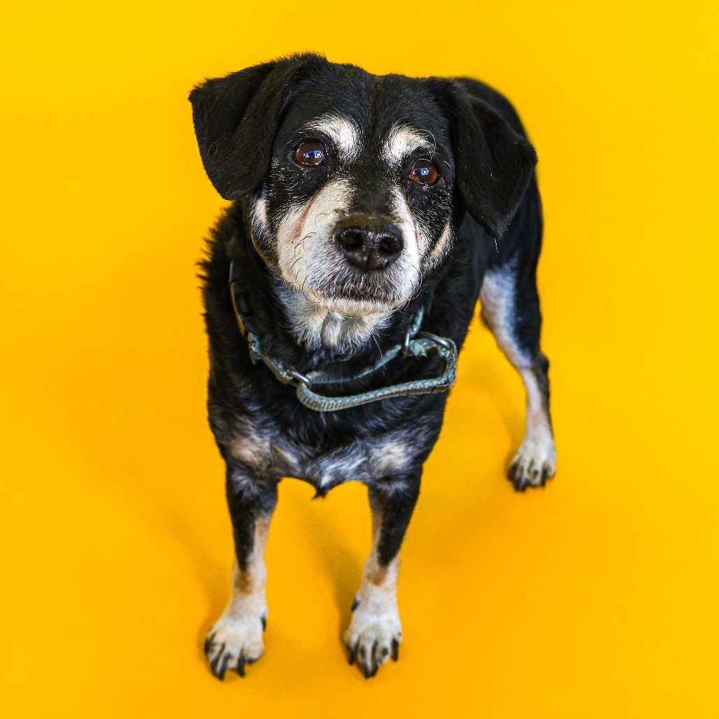 Rocky 2 (bonded w/ Bruno)