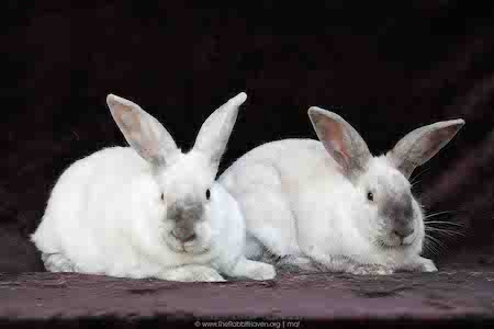 Remy & Tatum (bonded pair) 1