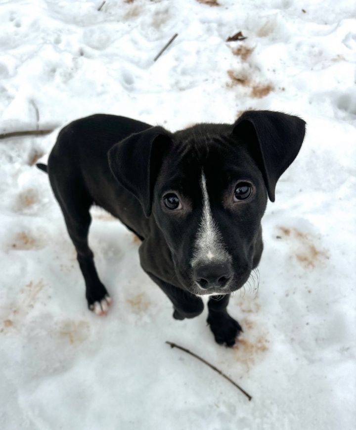Tux 1