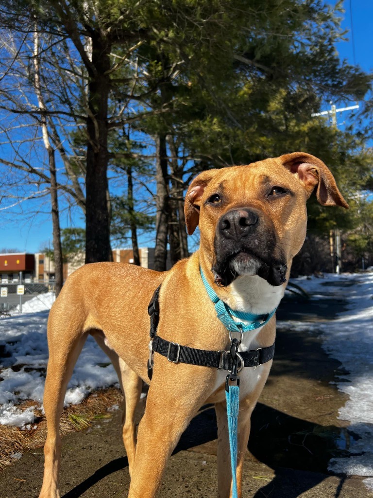 Thor