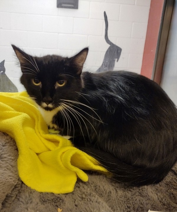 Eloise 43669, an adoptable Domestic Short Hair in Pocatello, ID, 83205 | Photo Image 1