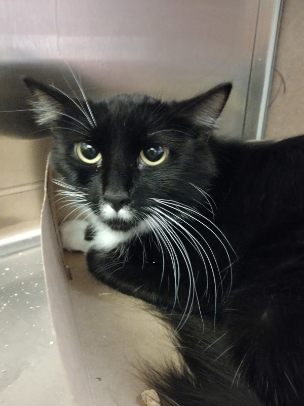Eloise 43669, an adoptable Domestic Short Hair in Pocatello, ID, 83205 | Photo Image 2