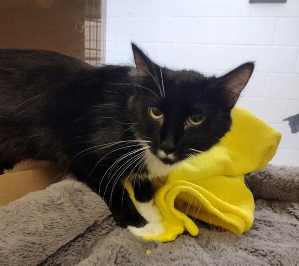 Eloise 43669, an adoptable Domestic Short Hair in Pocatello, ID, 83205 | Photo Image 3