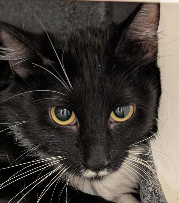 Eloise 43669, an adoptable Domestic Short Hair in Pocatello, ID, 83205 | Photo Image 4
