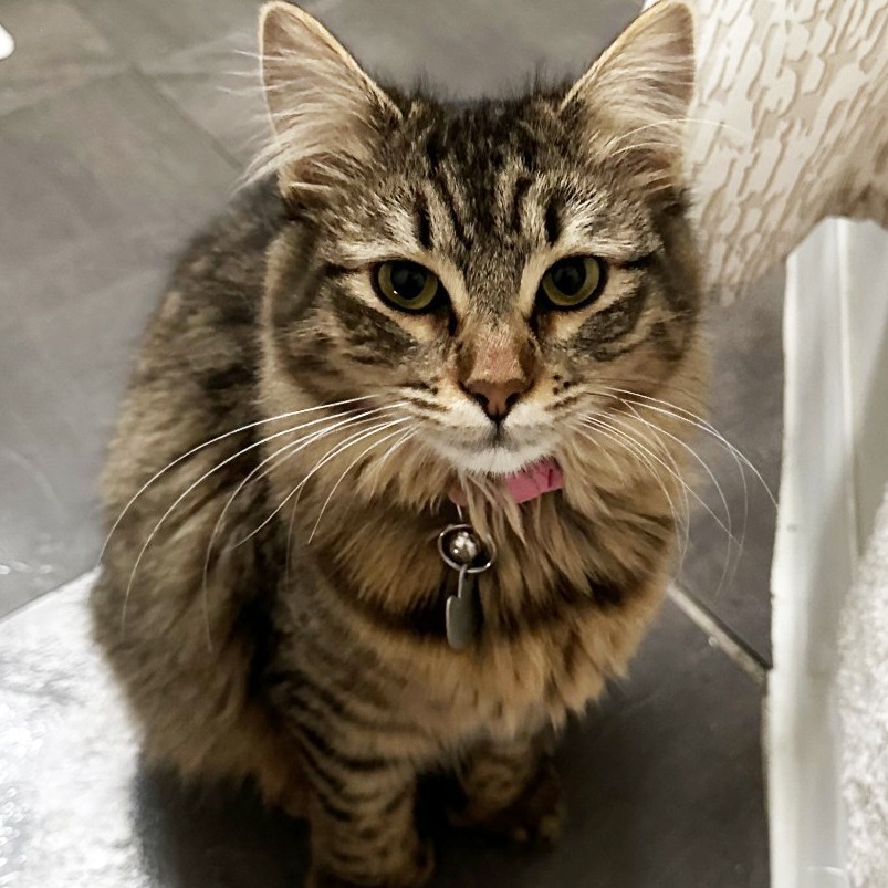 Misty, an adoptable Domestic Long Hair in Wichita, KS, 67208 | Photo Image 1
