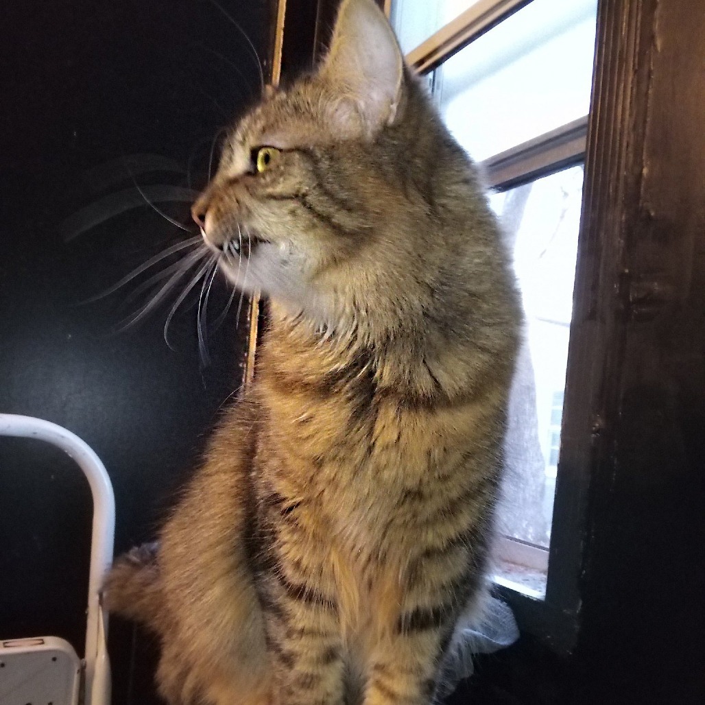 Misty, an adoptable Domestic Long Hair in Wichita, KS, 67208 | Photo Image 3