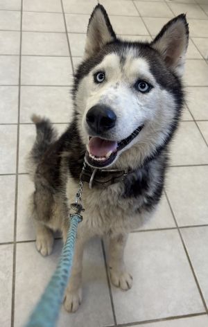 Kai