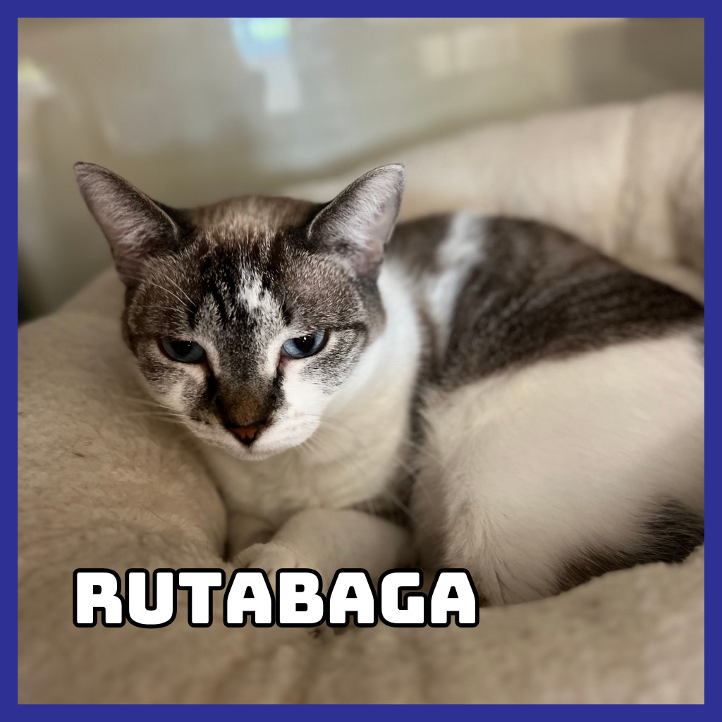Rutabaga, an adoptable Domestic Short Hair in Glenwood, MN, 56334 | Photo Image 1
