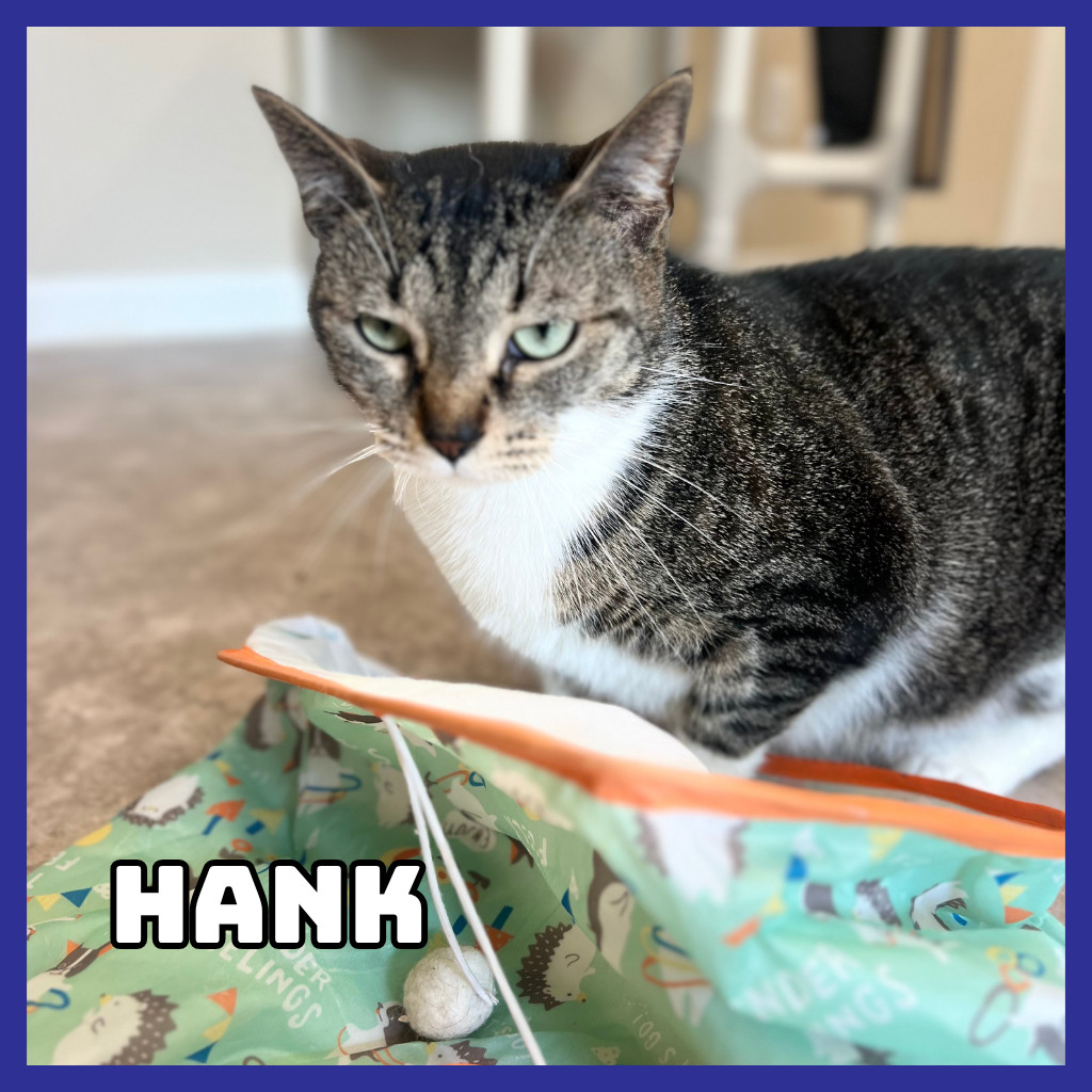 Hank, an adoptable Domestic Short Hair in Glenwood, MN, 56334 | Photo Image 1
