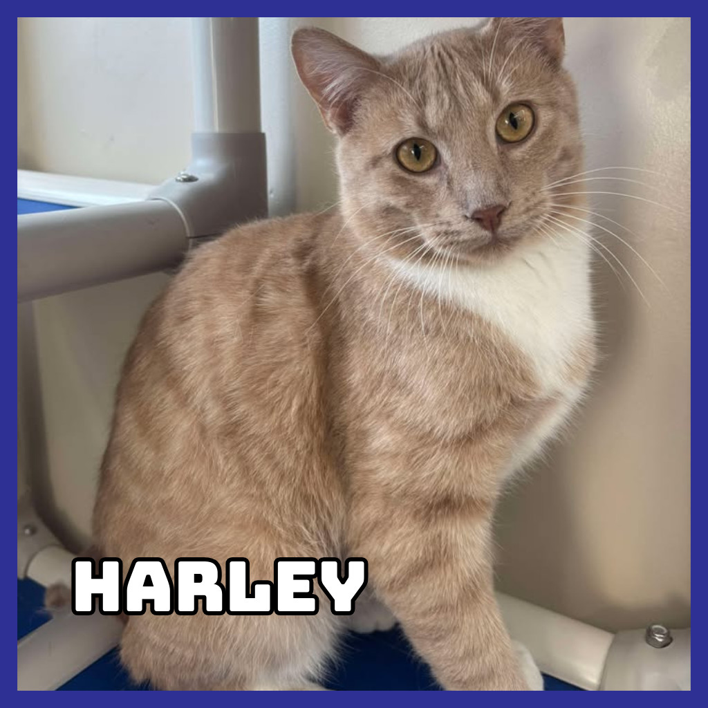 Harley, an adoptable Domestic Short Hair in Glenwood, MN, 56334 | Photo Image 1