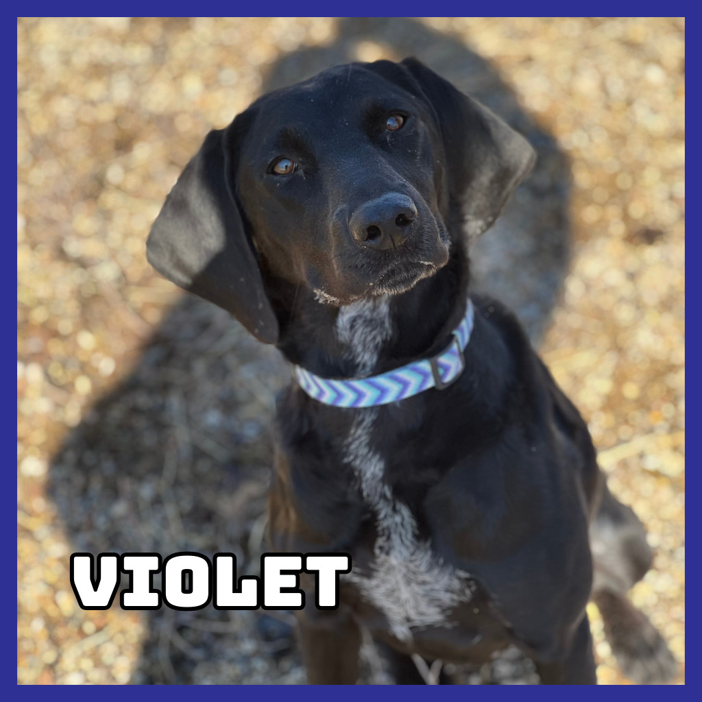 Violet, an adoptable Black Labrador Retriever, Bluetick Coonhound in Glenwood, MN, 56334 | Photo Image 1