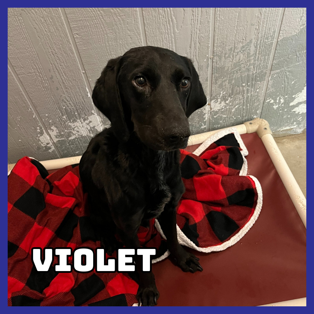 Violet, an adoptable Black Labrador Retriever, Bluetick Coonhound in Glenwood, MN, 56334 | Photo Image 2