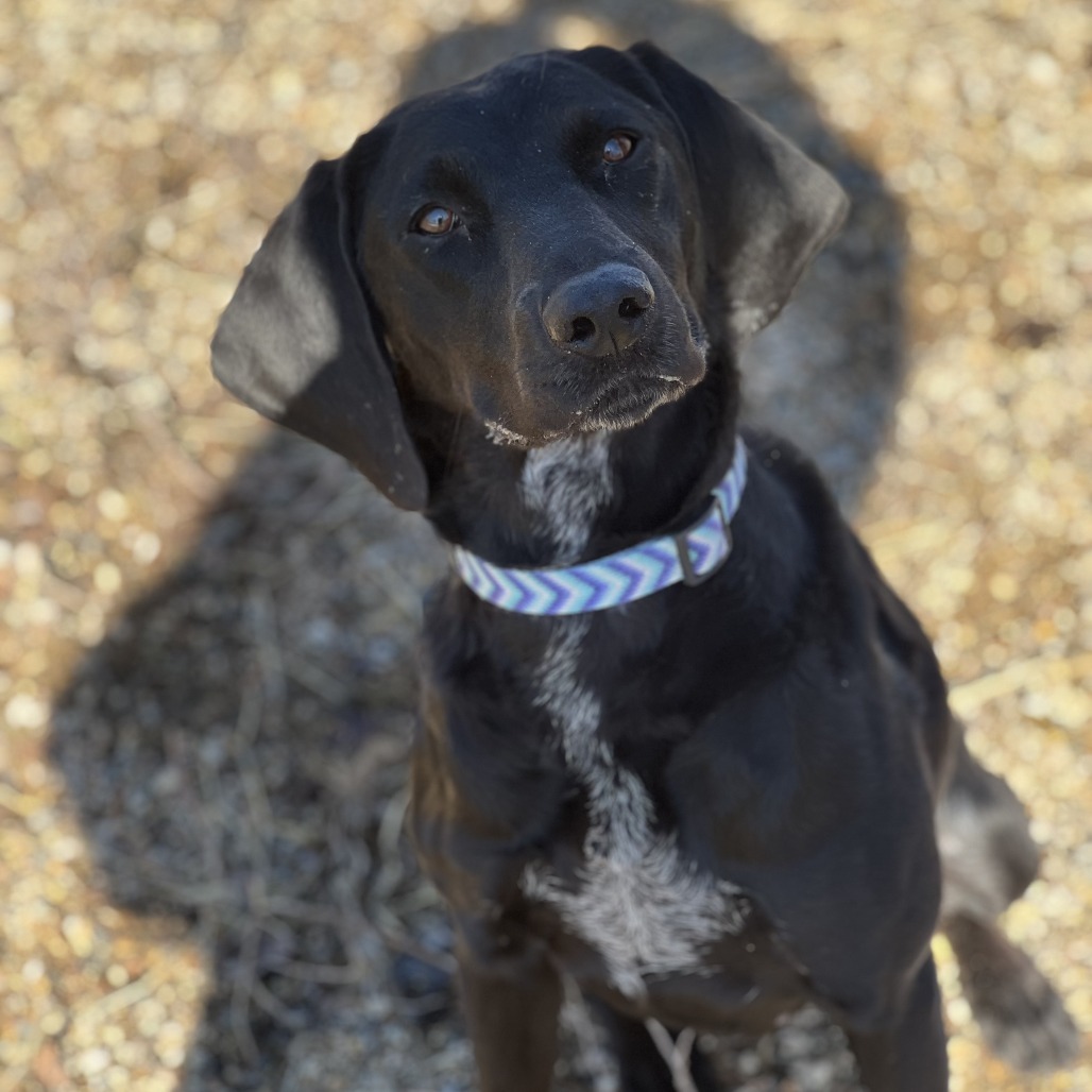Violet, an adoptable Black Labrador Retriever, Bluetick Coonhound in Glenwood, MN, 56334 | Photo Image 3