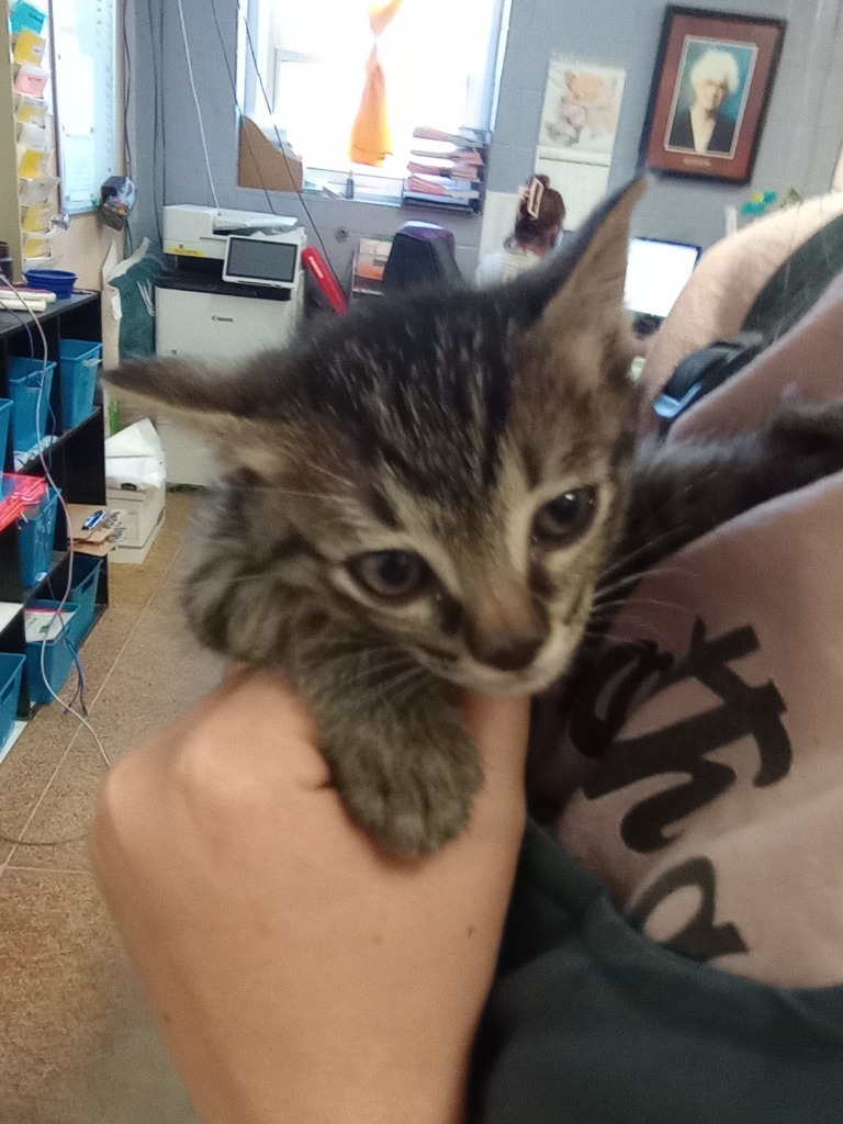 Cheese, an adoptable Domestic Short Hair in Brownwood, TX, 76801 | Photo Image 1
