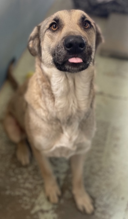 Piper