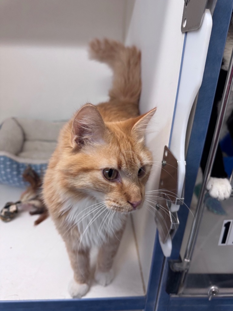 Sean, an adoptable Domestic Long Hair in Crandon, WI, 54520 | Photo Image 1