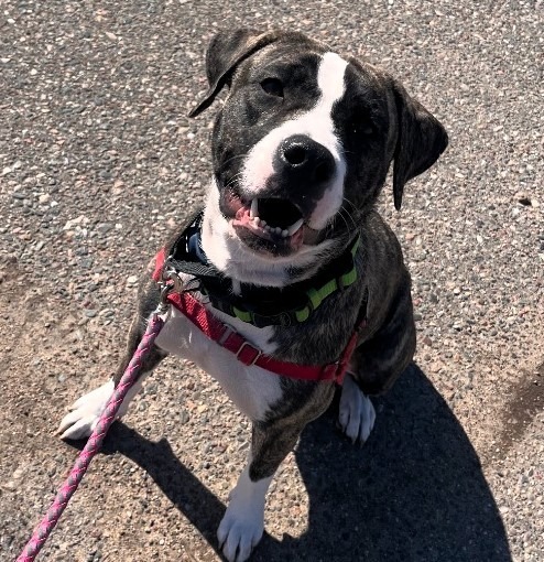 Weasy, an adoptable Mixed Breed in Crandon, WI, 54520 | Photo Image 1
