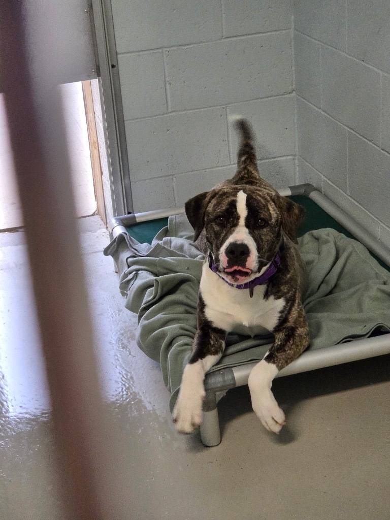 Weasy, an adoptable Mixed Breed in Crandon, WI, 54520 | Photo Image 2