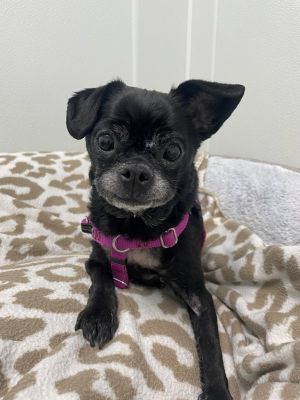 Harley