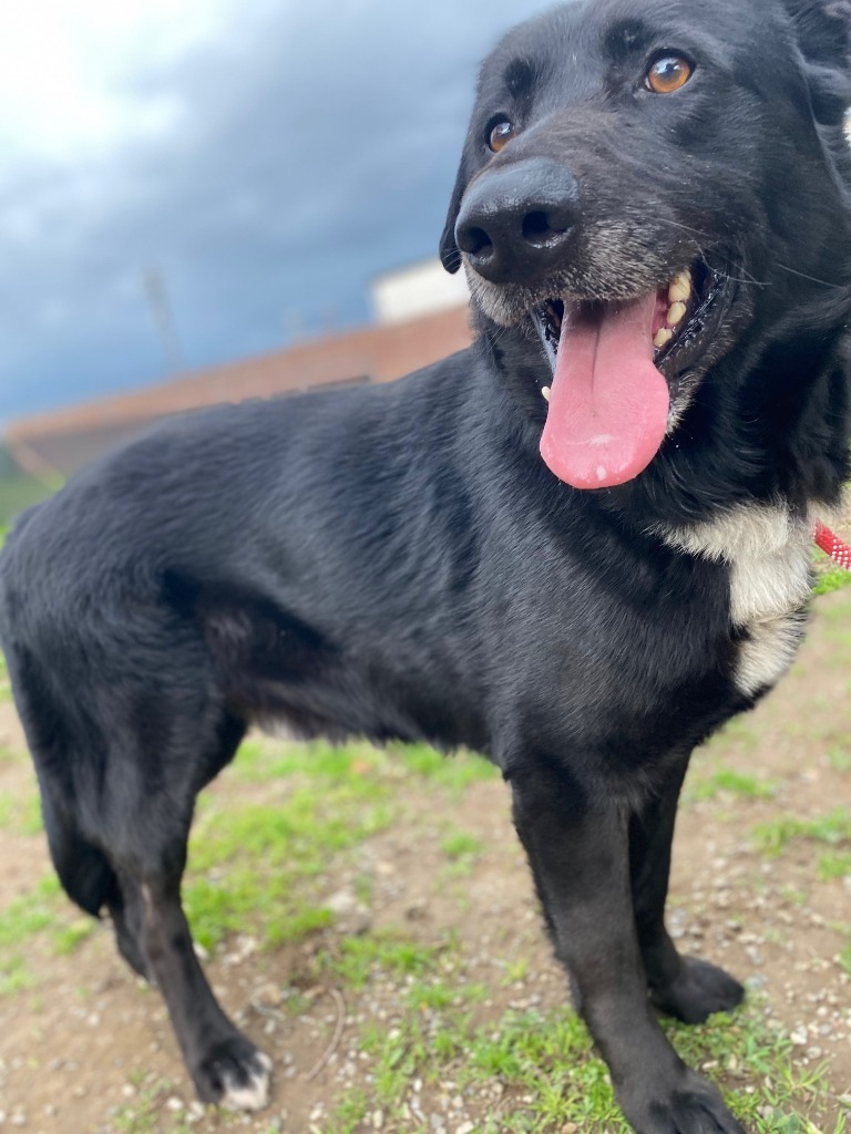 Fonzi