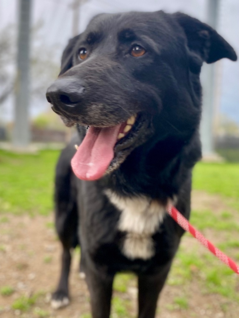 Fonzi
