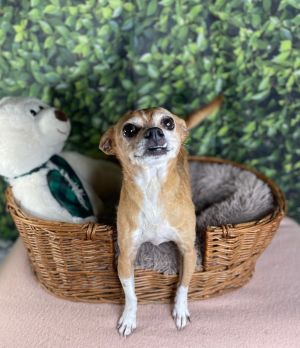 Tiko