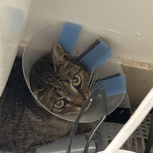 Blanche O&#39;Reiley, Young Female Domestic Short Hair