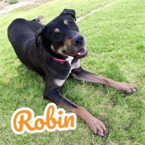 Robin