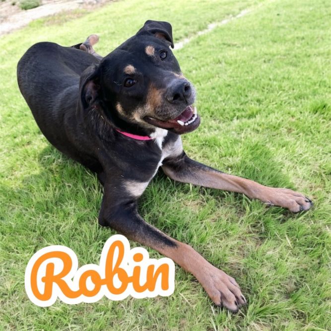 Robin