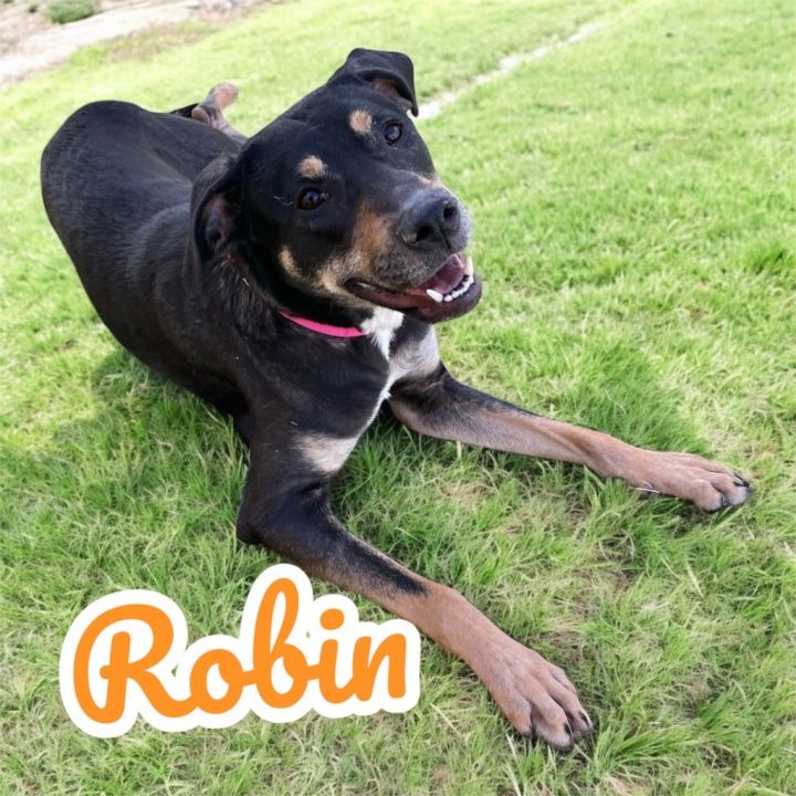 Robin 1