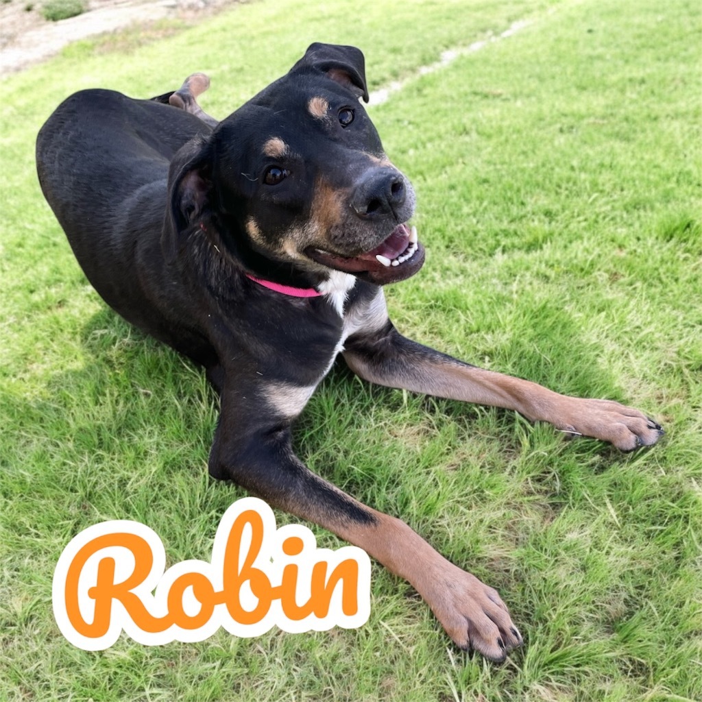 Robin