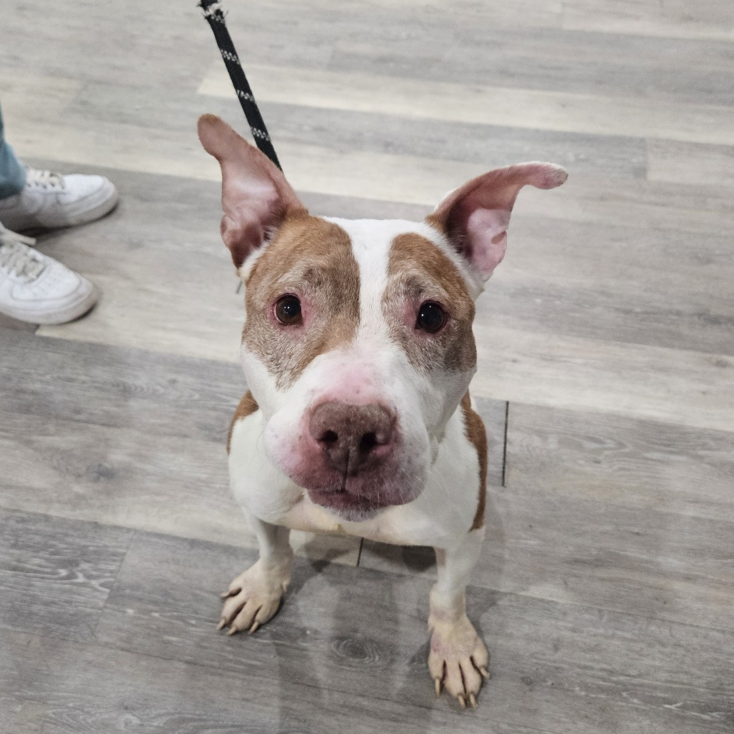 Nibs L-1-25, an adoptable Pit Bull Terrier in Watertown, NY, 13601 | Photo Image 2