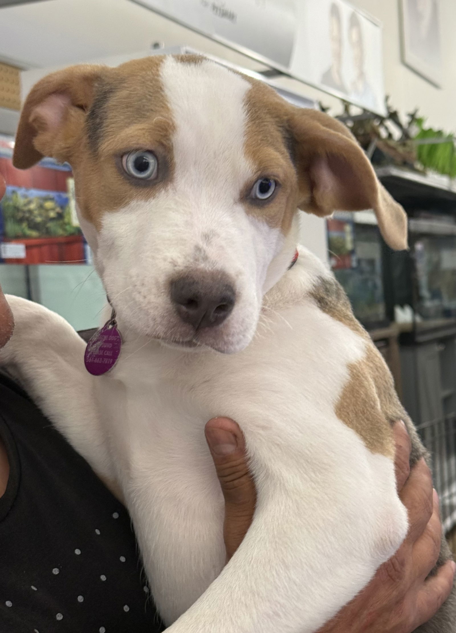 Lotus (puppy) *
