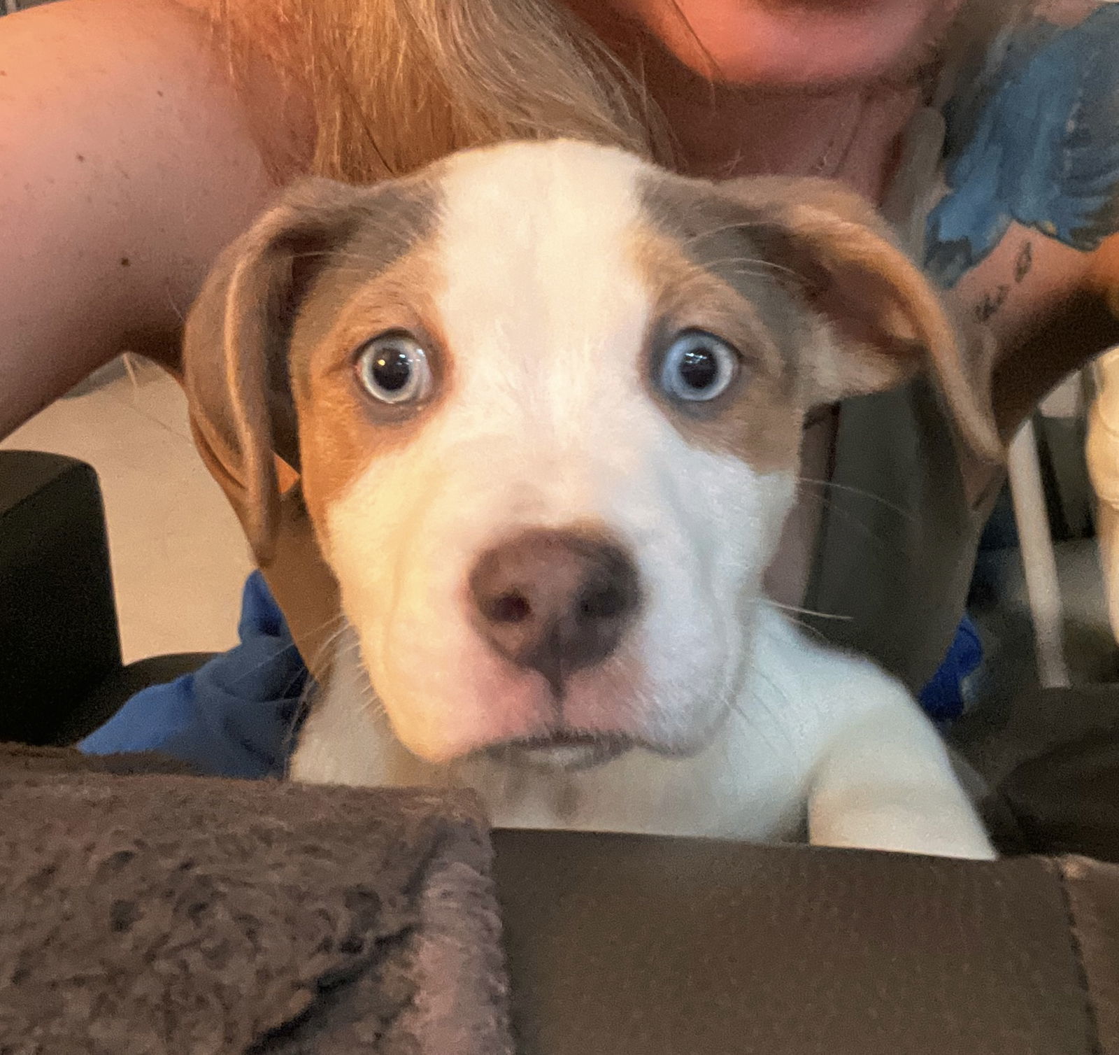 Lotus (puppy) *