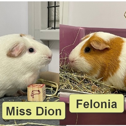 Miss Dion 1