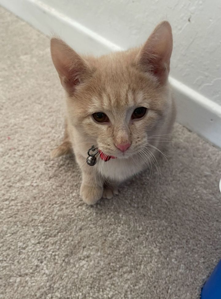 Dorothy 1
