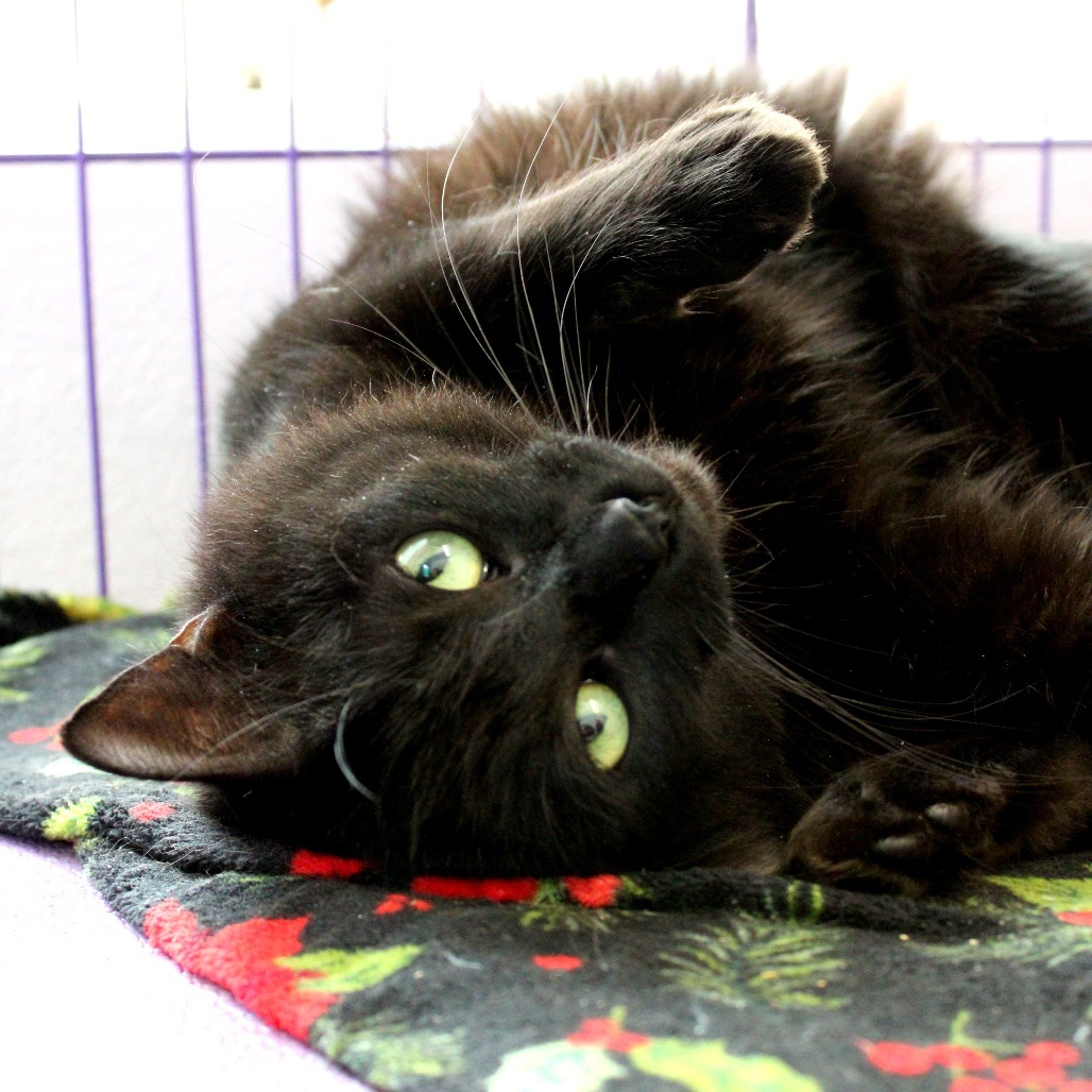 Zuko, an adoptable Domestic Long Hair in Mount Shasta, CA, 96067 | Photo Image 1
