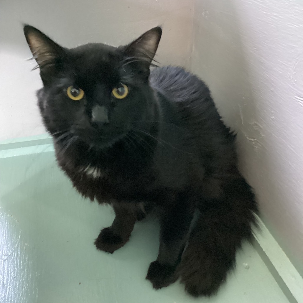 Zuko, an adoptable Domestic Long Hair in Mount Shasta, CA, 96067 | Photo Image 2