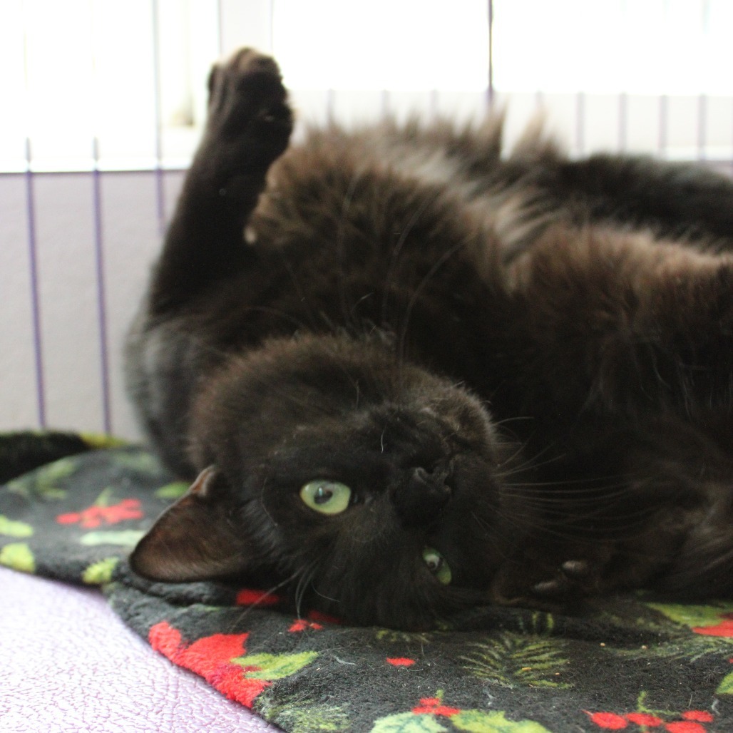 Zuko, an adoptable Domestic Long Hair in Mount Shasta, CA, 96067 | Photo Image 3