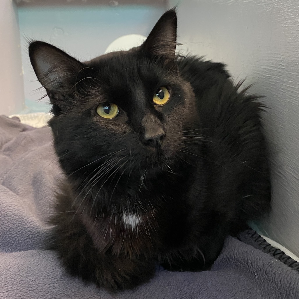 Zuko, an adoptable Domestic Long Hair in Mount Shasta, CA, 96067 | Photo Image 4