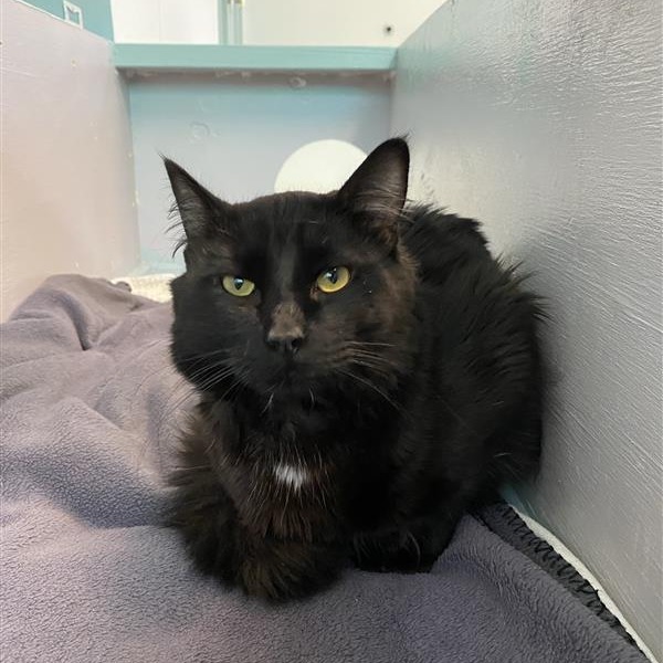 Zuko, an adoptable Domestic Long Hair in Mount Shasta, CA, 96067 | Photo Image 5