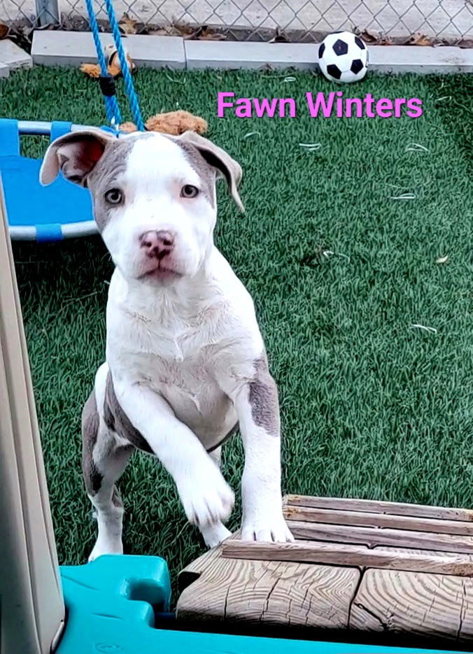 Fawn Winters