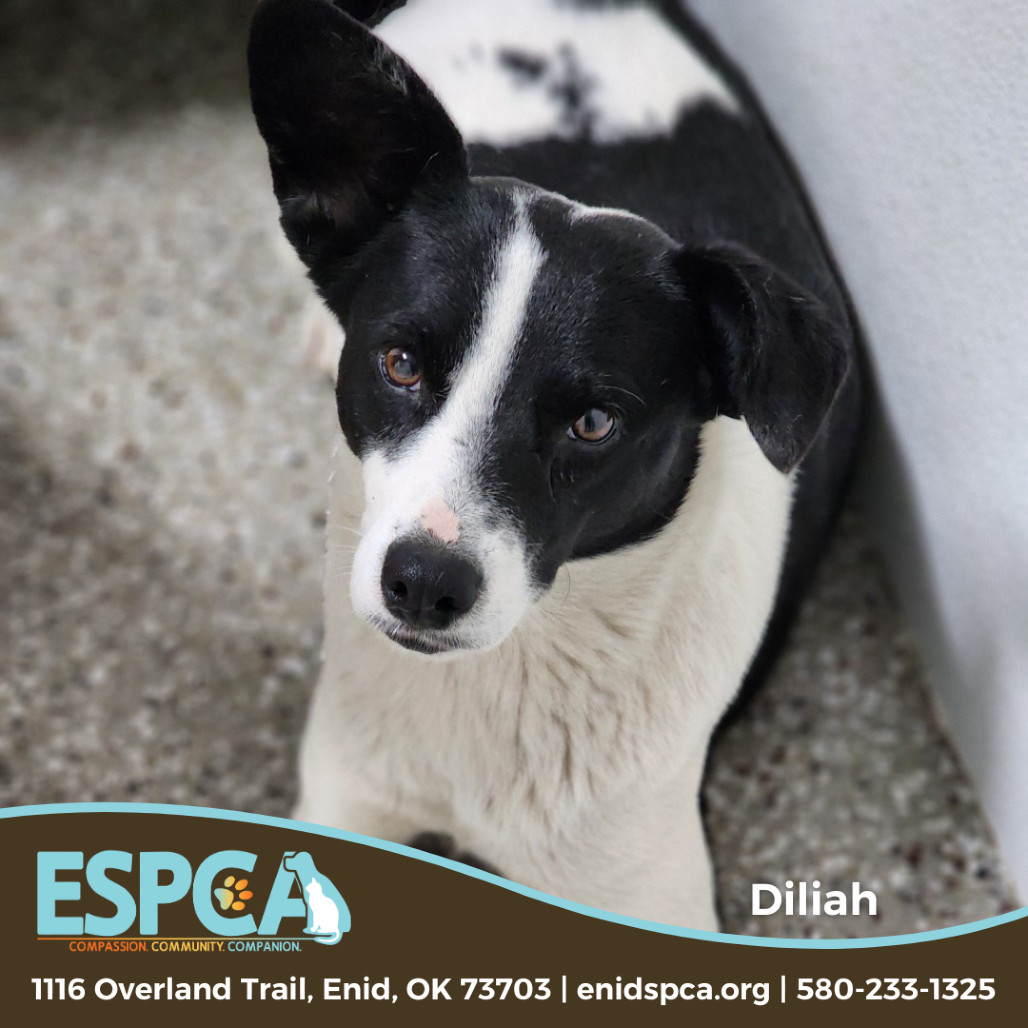 Diliah
