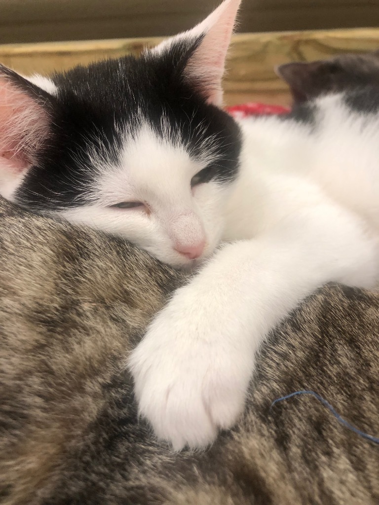 Mooki