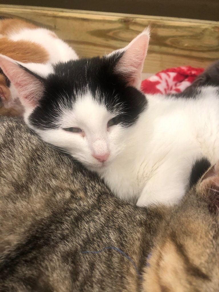 Mooki