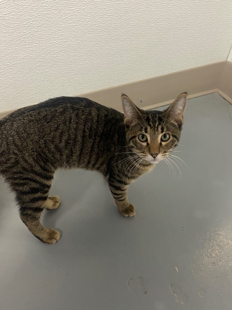Andy, an adoptable Domestic Short Hair in Batesville, AR, 72501 | Photo Image 1