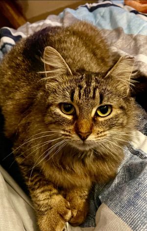 Olive Garden, Young Female Domestic Medium Hair