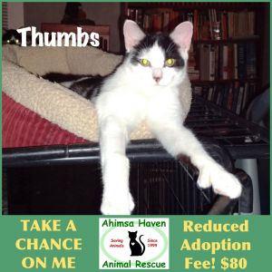 Thumbs, Baby Male Domestic Short Hair
